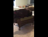 Black Dog Awkwardly Lays On Foot Stool