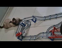 Cat plays with toy car on track Part 2