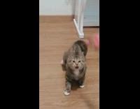 Cat plays with pink feather toy seizure 