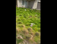 Grass with many small bumps house lawn