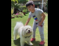 Little boy grey shirt pets white dog backyard