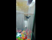 Pet fish jumped and reached filmers finger