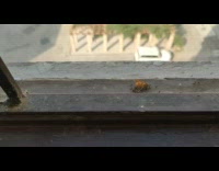 Ants carry dead bee bug window windowsill