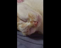 Cat sleeps with mouth opening and closing 