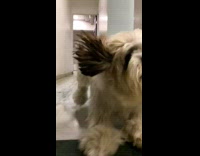 Brown dog runs white marble floor hallway 