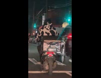 Motorcycle rider wear cow print jacket night