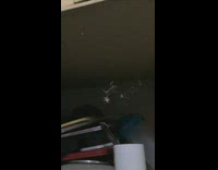 Small cockroach webbed by the thin spider