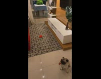 Pug dog looks at strawberry toy tie 