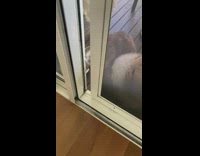 Cat jumps over dog to go inside 