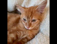 Orange cat purr nibble finger of owner