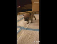 Dog pug inborn one month recovery compilation