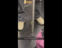 Mantis holds onto train pole 