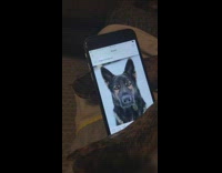 Brown dog sleeping with phone open on photo of dog