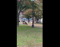 Guy cockroach costume dance park lamp pole