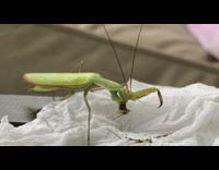 Praying mantis eats head of cricket
