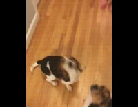 Beagle Gets Fake Shot and Spins In Circle for Treat