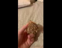 Cat hits thrown toy with paw 