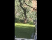 Bobcat beside tree gets scared of sprinkler