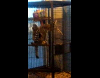 Raccoon playing spins around inside the cage