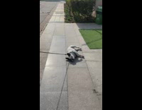 Dog on Street Wont Stand to Walk