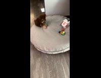 Brown puppy backs up jumps on balls 