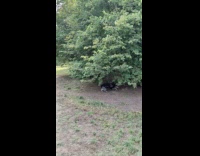 Dog first time out after three weeks