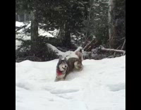 Grey White Husky Sprints Through Snow Faceplants