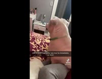 Collab BitchMP - White dog stops playing when girl calls for brother 
