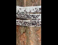 Sticky barrier band was put around tree 