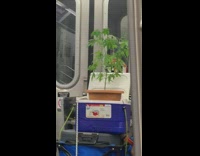 Plant in blue cooler on subway 