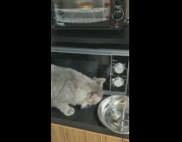 Collab PLC - Gray Cat Sits Beside Toaster as Pie Cooks