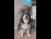 Dog new hairdo from own shedding fur