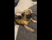 Pug gets massage in jersey 