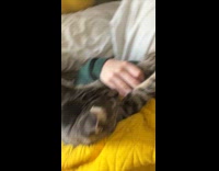 Collab Clips MPUGC - Cat putting paws on womans face 