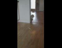 Cat stares at brown puppy from doorway 