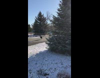 Wild turkey gobbles back at the filmer