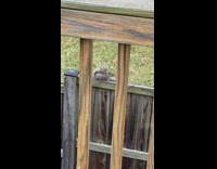 Wild squirrel on wooden fence make noises