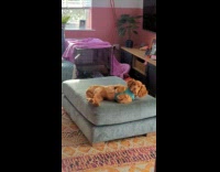 Dog freezes and doesnt want to go for walk