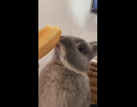 Cute Squirrel Eats and Munches on Apple