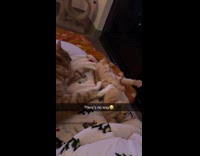 Collab Clips MPUGC - Two cats cuddling kicked away
