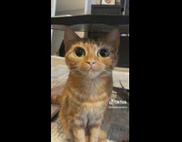 Cat with Big Eyes Stares at Lady