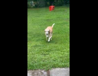 Dog walk from grass outside while raining