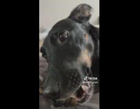 Black dog eating treat chewing loudly mouth open