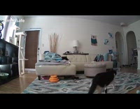 Cat walks around living room meows security