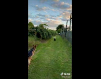 Collab BitchIG2 - Duck leaves bestfriend dog