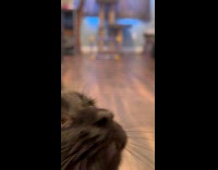 Cat loves playing goal keeper 