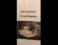 Puffer fish sleeping upside down 