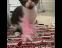 Black and white kitten growls while chewing on fluffy toy 
