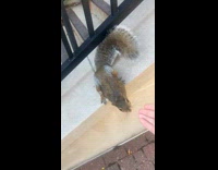 Squirrel give high five to guy stairs