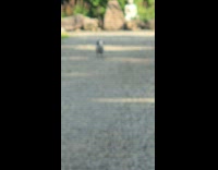 Dog waits for owner stares at car